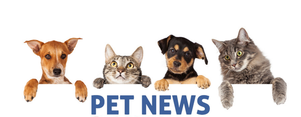 logo petnews