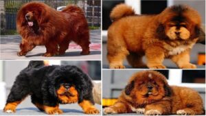 Most expensive dog breeds in the world