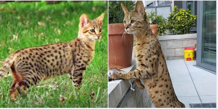 Savannah Cats