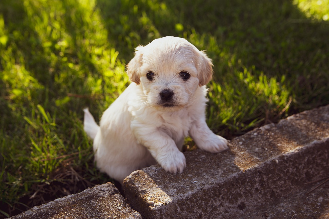 Puppy is learning to walk