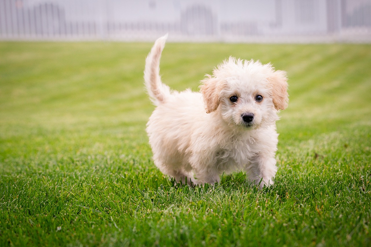 The white puppy is running around basking in the sun