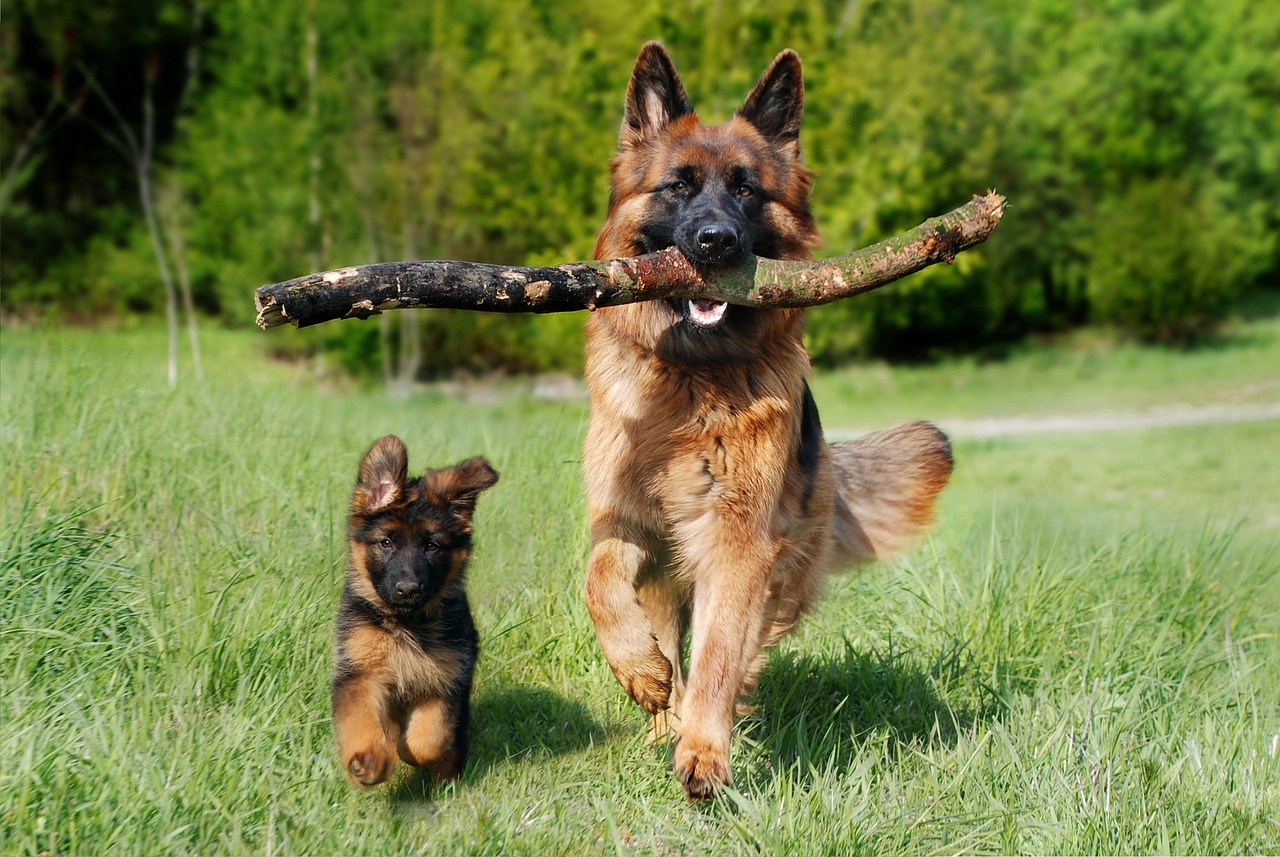 The puppy is having fun with its mother